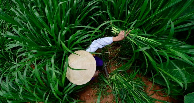 Food Systems Transformation: Navigating Politics And Processes - WUR